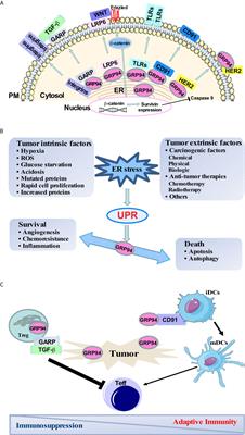 Molecular Chaperone GRP94/GP96 in Cancers: Oncogenesis and Therapeutic Target